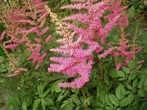 しょうまの花の知恵 花と笑顔と